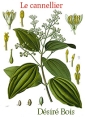 Livre audio: Désiré Bois - Plantes à épices, à aromates, à condiments-Le cannellier