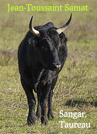 Illustration: Sangar, Taureau-Partie 2 - Jean toussaint Samat